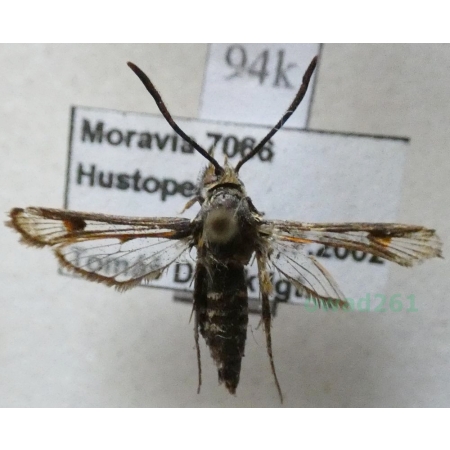 Bembecia albanensis (Rebel, 1918) Przeziernik Czech94k